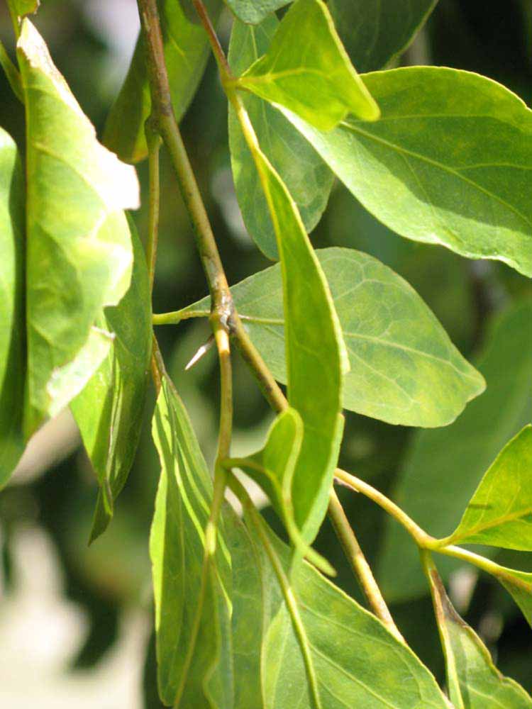            Sun leaves (Nigerian Powder Flask, Winter Haven, FL)   